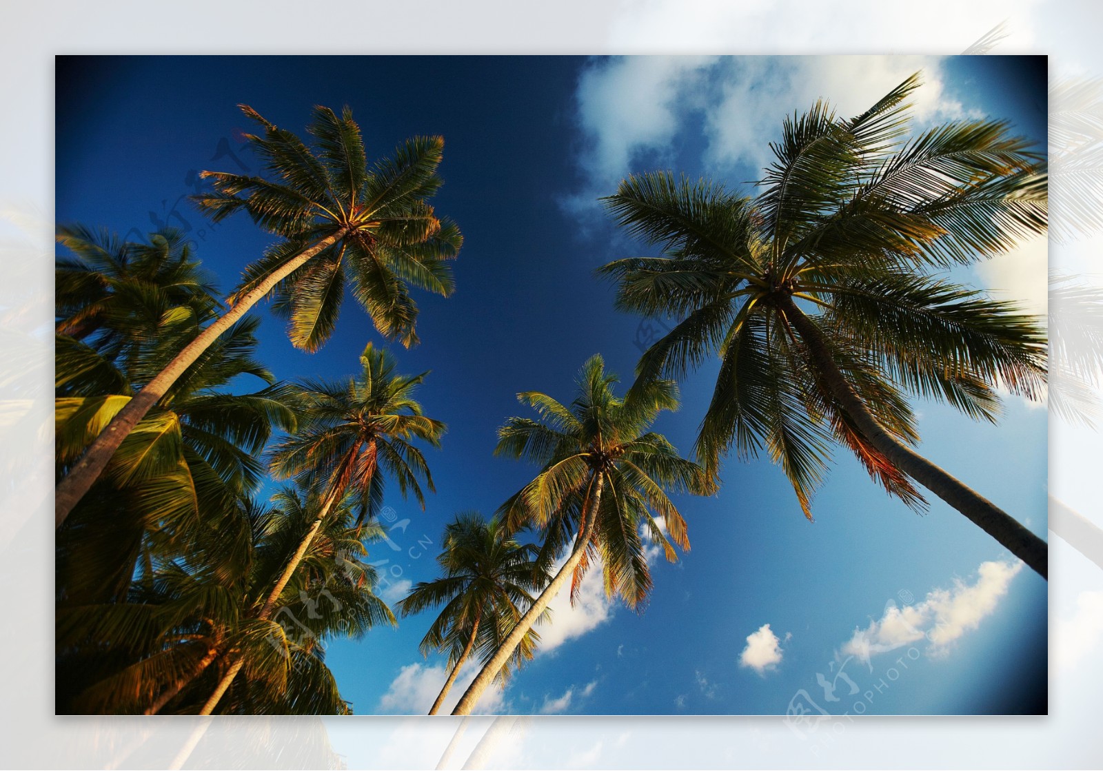 蓝天白云椰子树图片