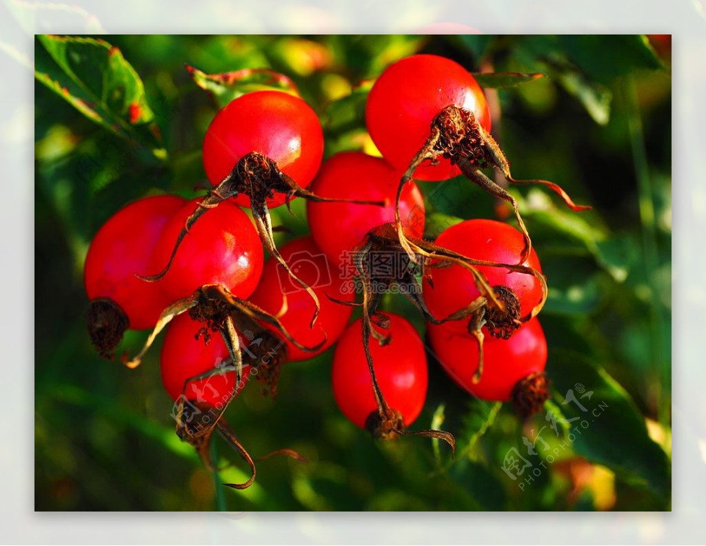 树枝上的红色浆果