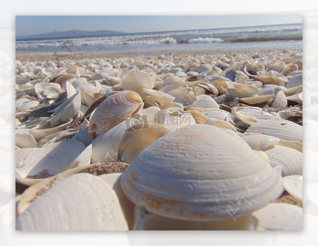 大海沙滩贝壳蛤