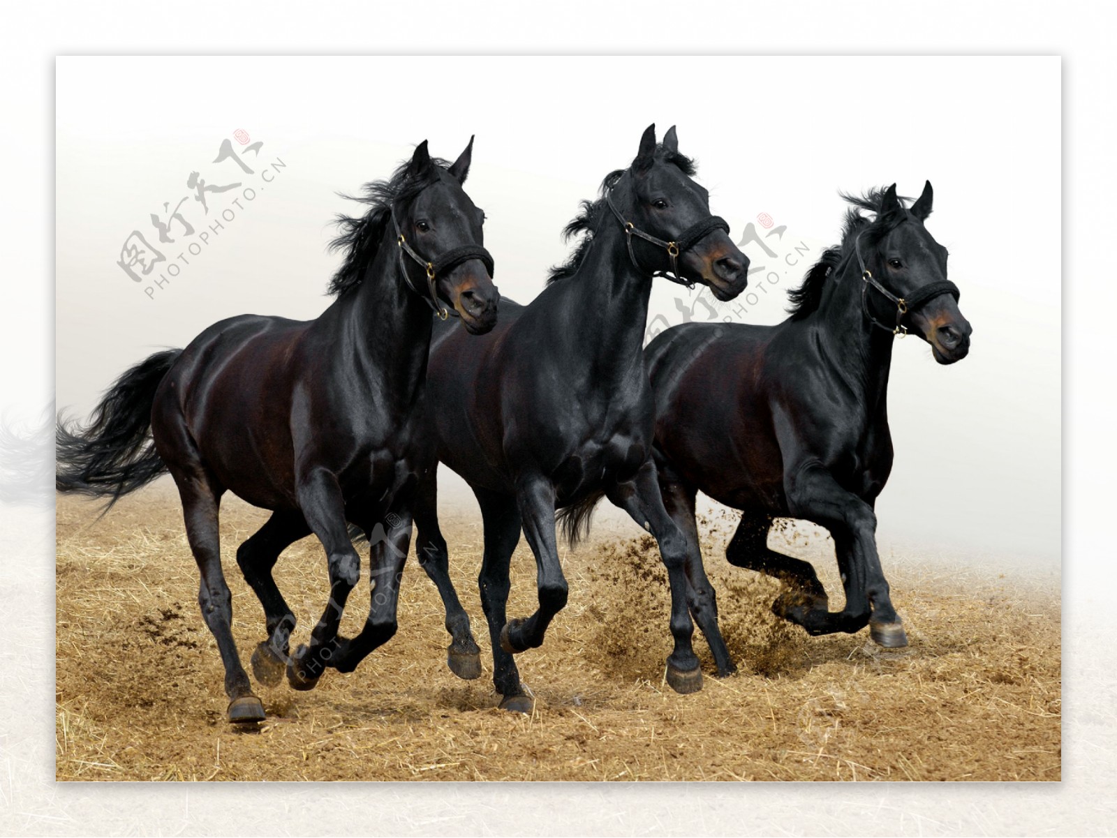 奔跑的三匹骏马摄影图片