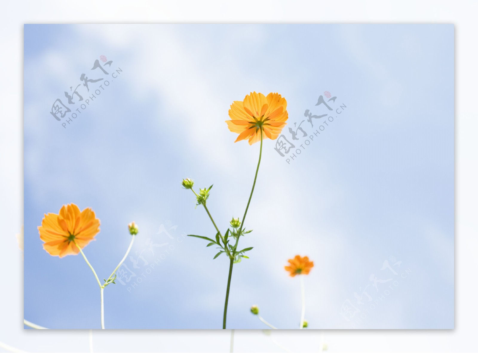 蓝天白云下的野花图片