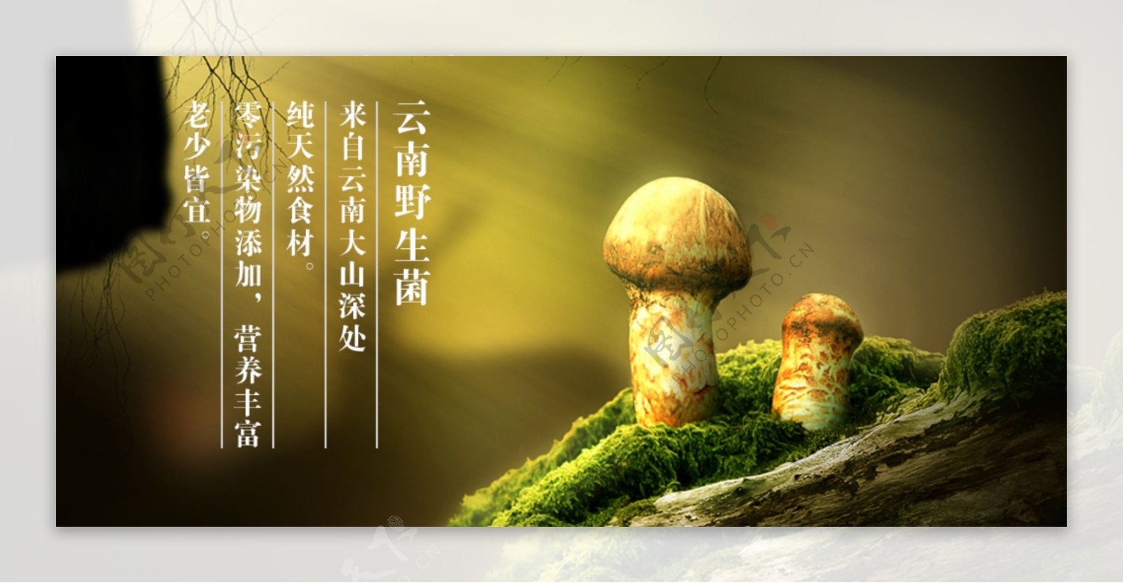 松茸尝鲜活动banner