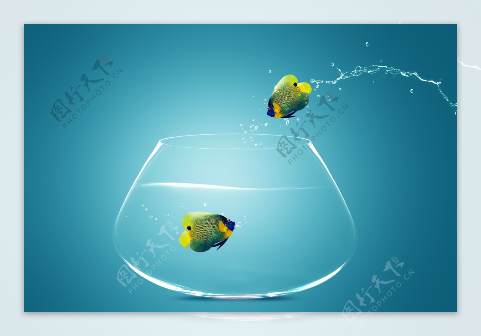 玻璃鱼缸里的鱼图片