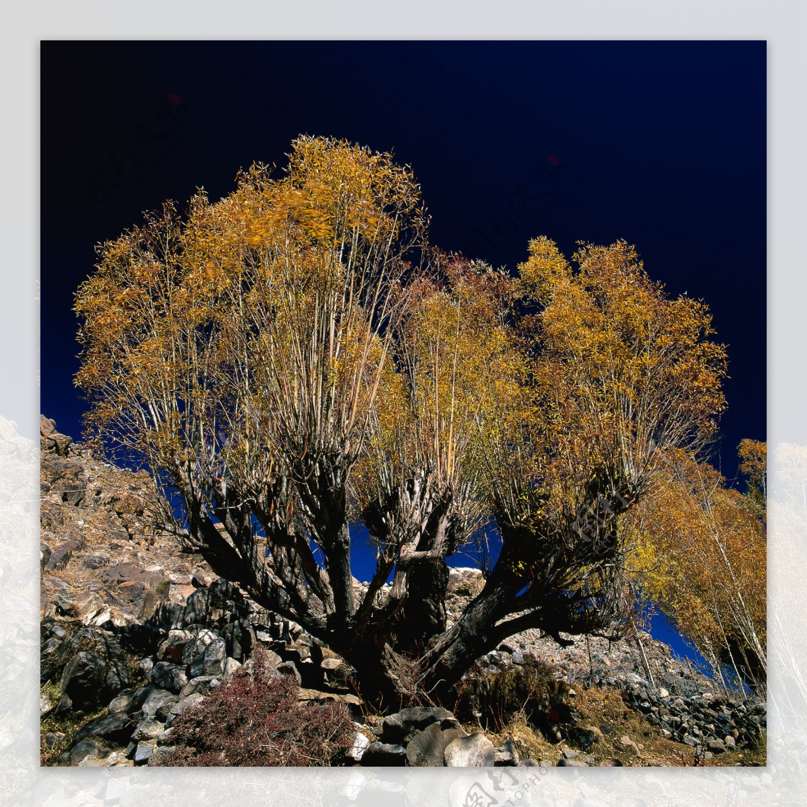 秋天树木摄影图片