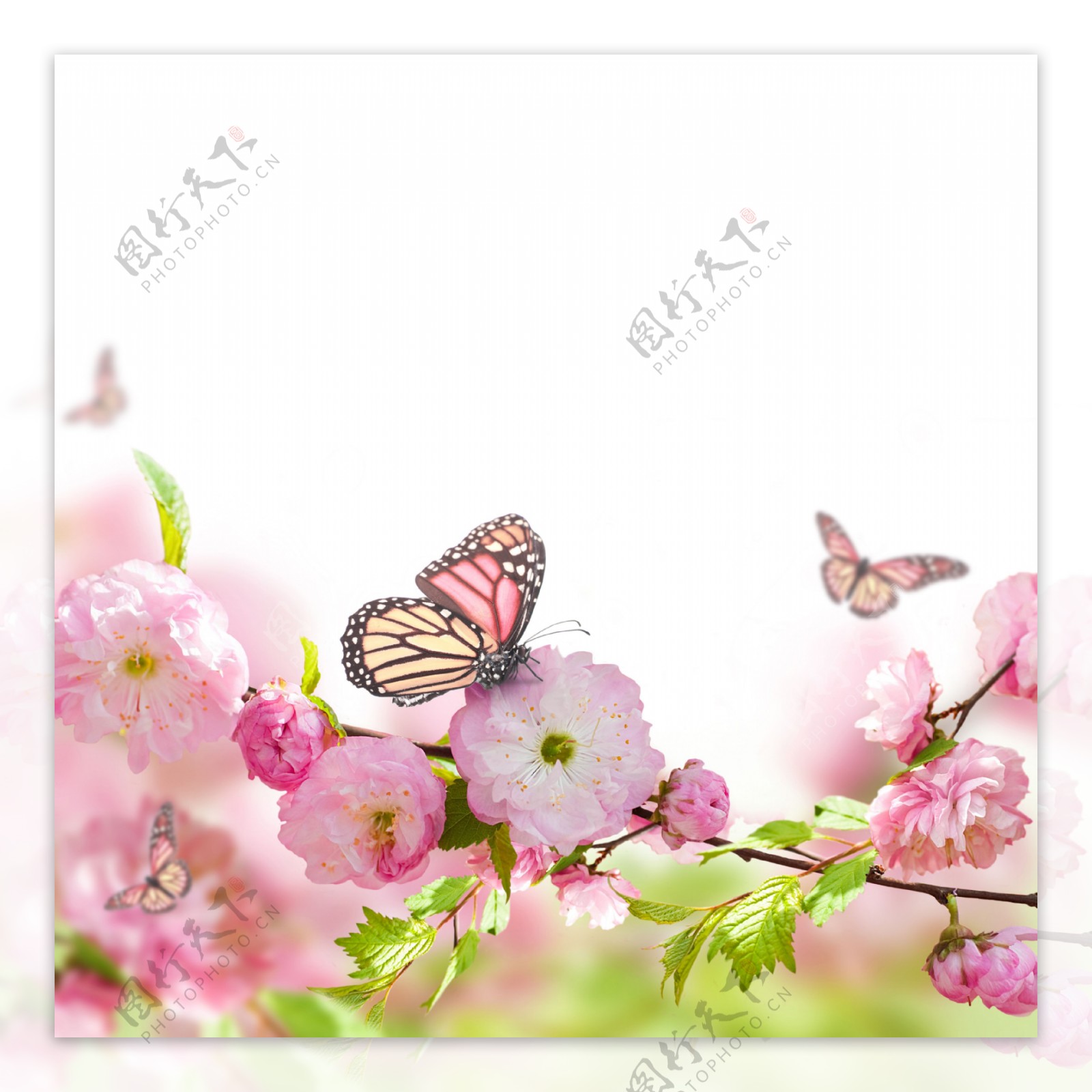 唯美花卉蝴蝶图片素材-编号07857045-图行天下