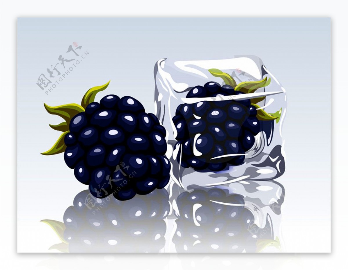 冰冻的黑莓图片