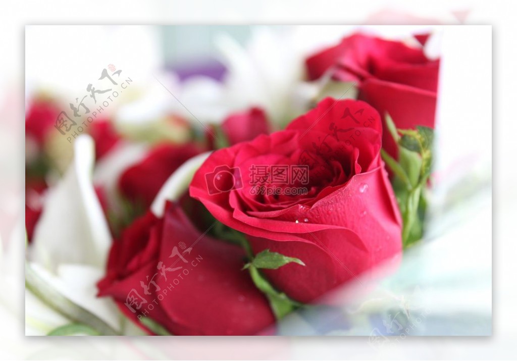 爱情浪漫鲜花花束玫瑰浪漫红色玫瑰