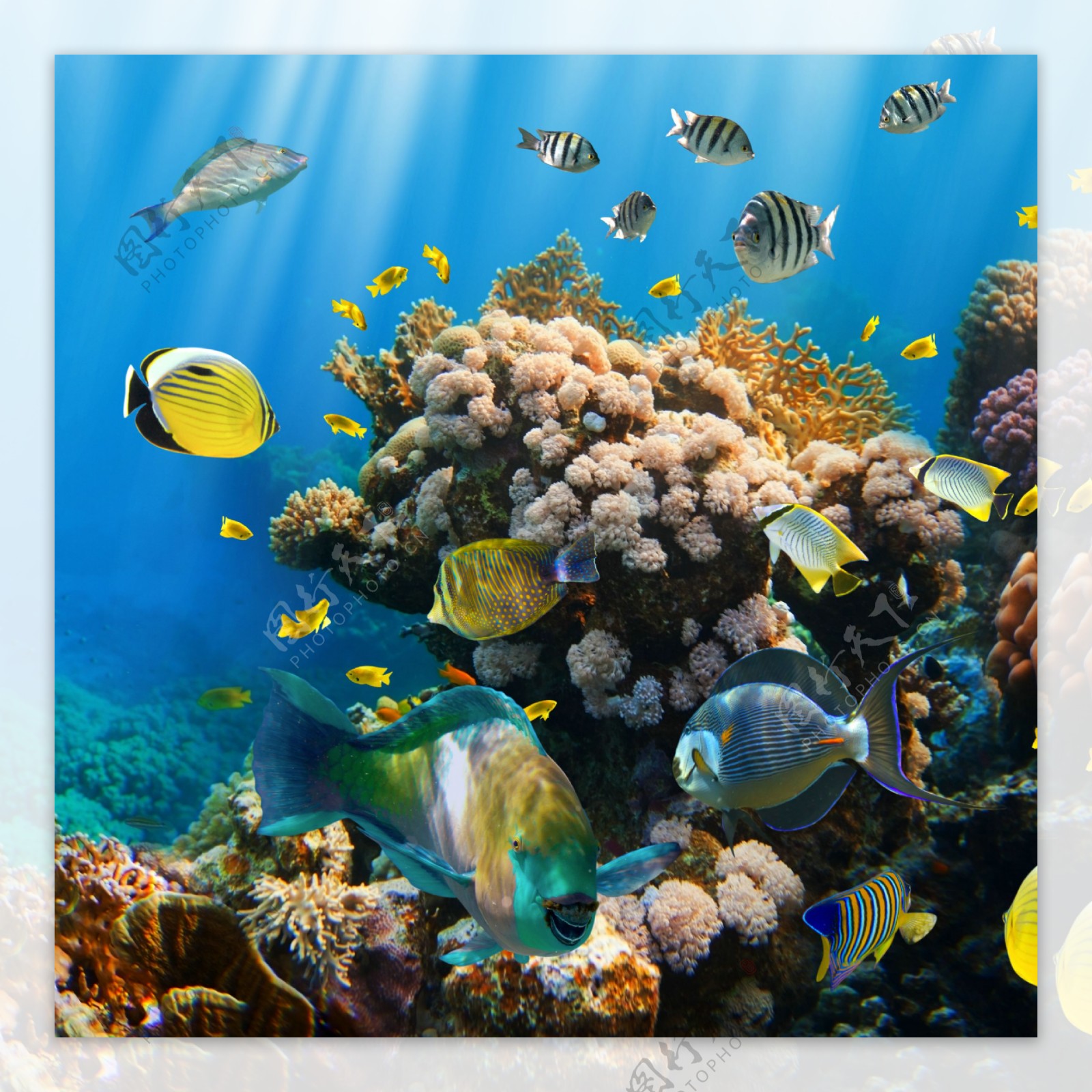 珊瑚与可爱的鱼图片