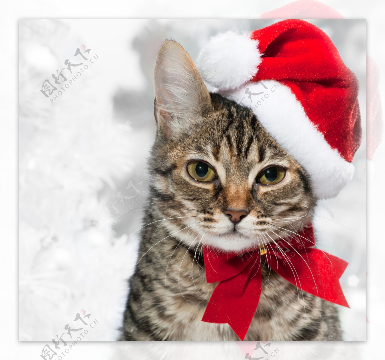 带着圣诞帽子的小猫图片