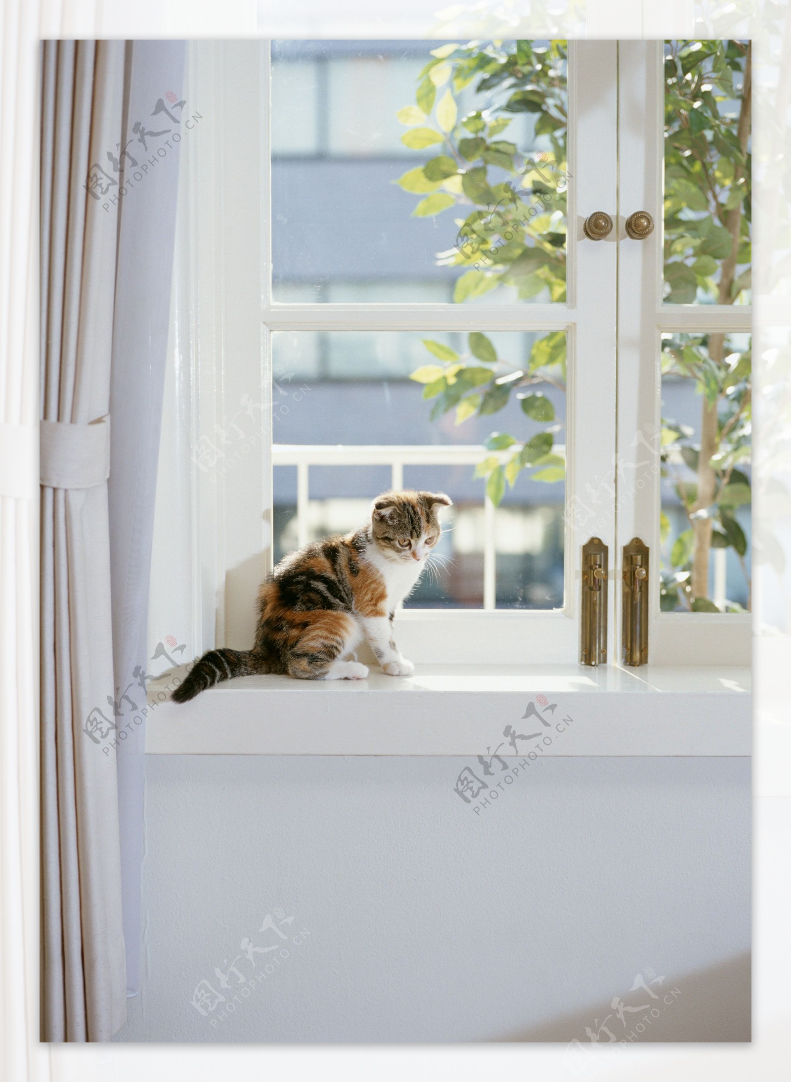窗户上的小花猫图片