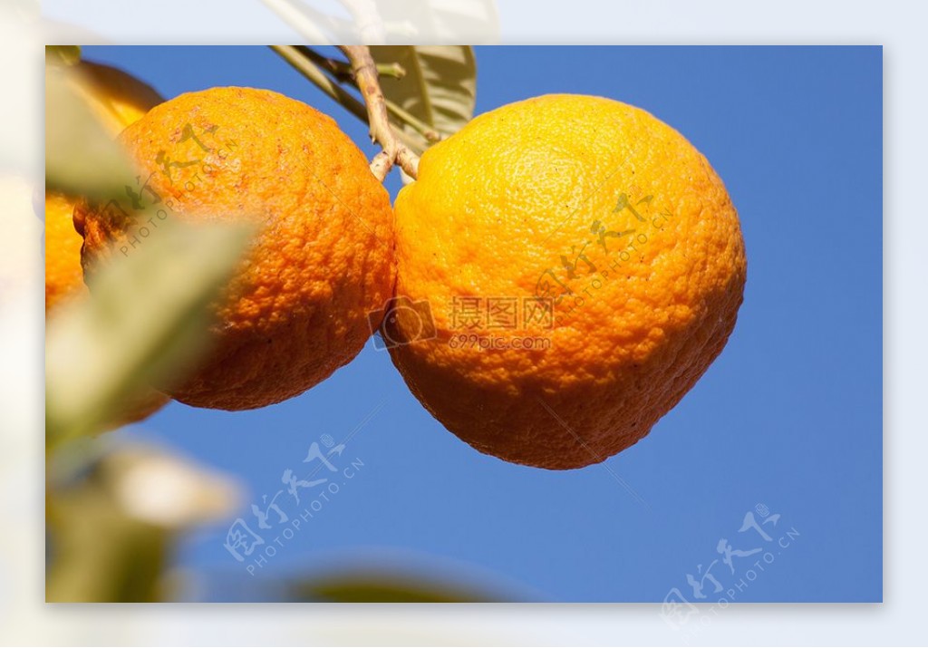 树上的橙色橘子