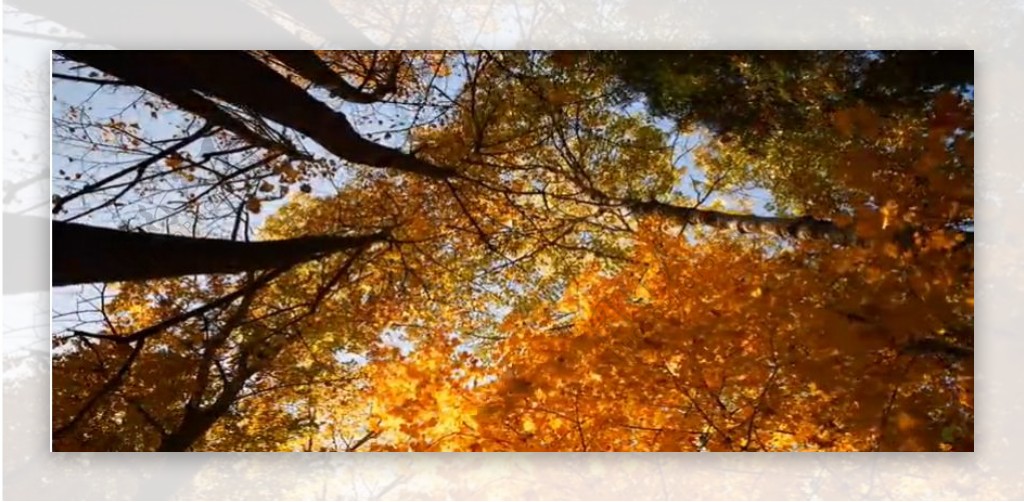 AutumnSkies秋天枫叶的星空阳光透过枫树林延时摄影高清实拍风景