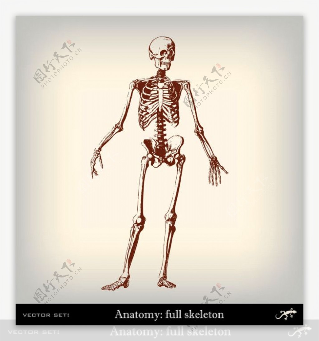 人体骨架插画图片