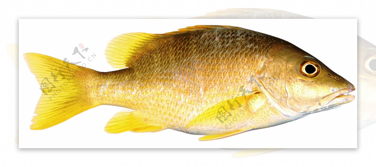 黄色的鱼类图片免抠png透明图层素材