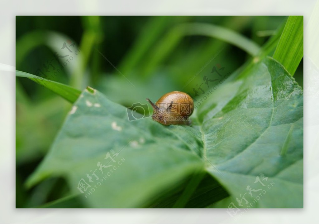叶蜗牛蛞蝓