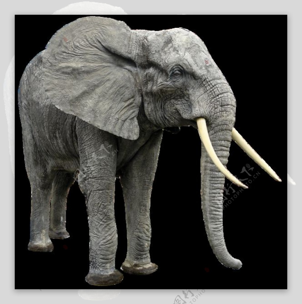 灰色可爱大象图免抠png透明图层素材