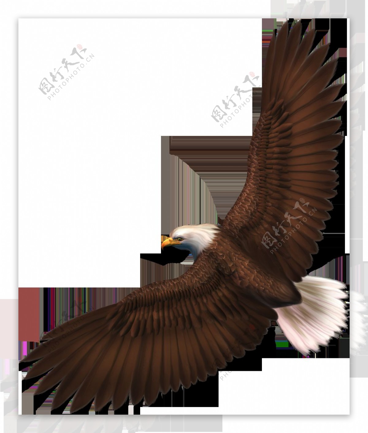 棕色羽毛飞翔的老鹰图片免抠png透明素材