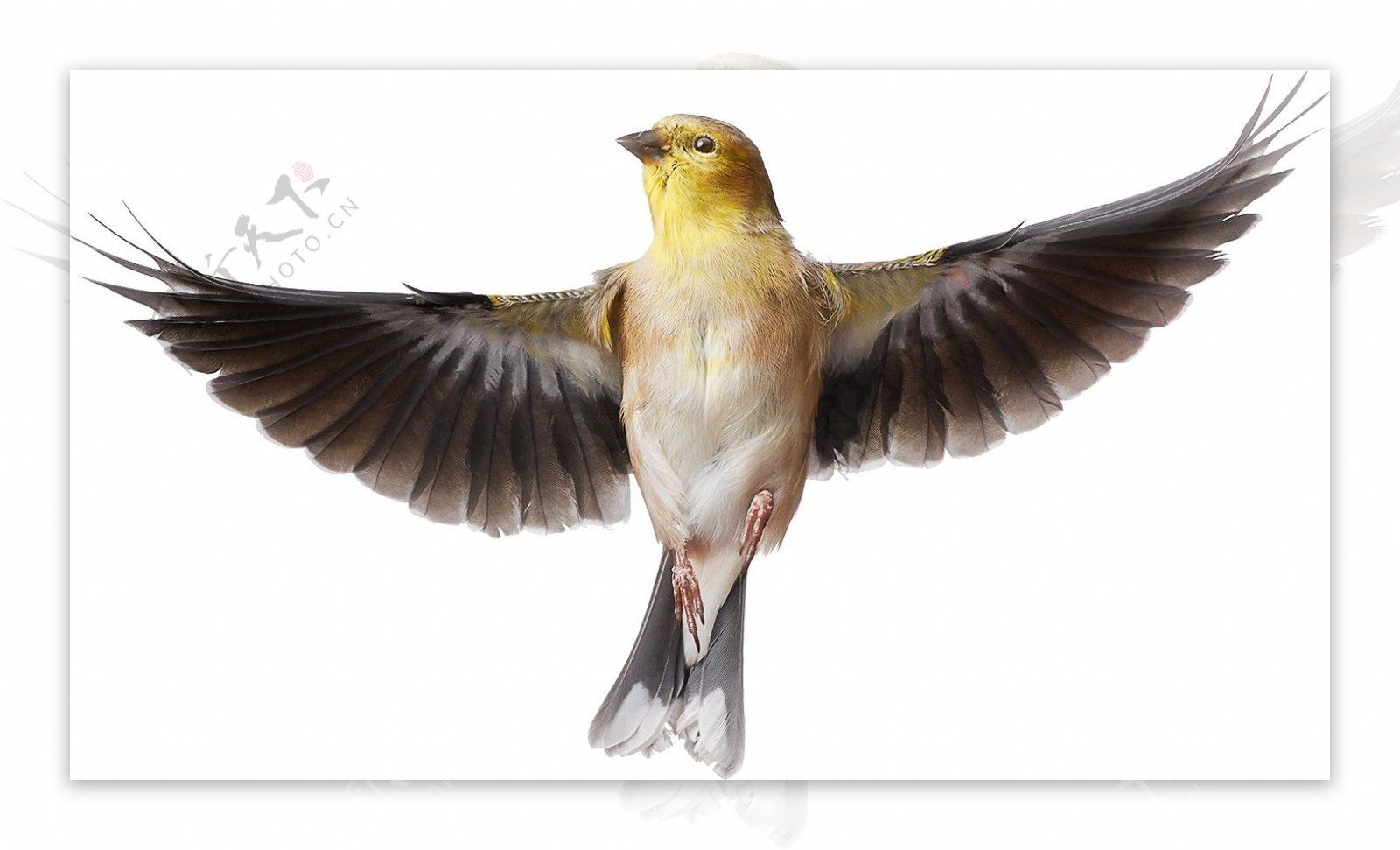 展翅飞翔的小鸟图片免抠png透明图层素材