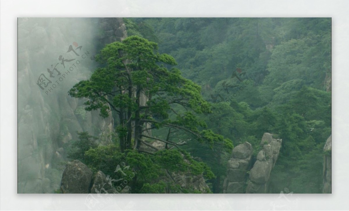 清晨高山烟雾浓浓孤立树木生长倔强精神自然景色高清视频实拍