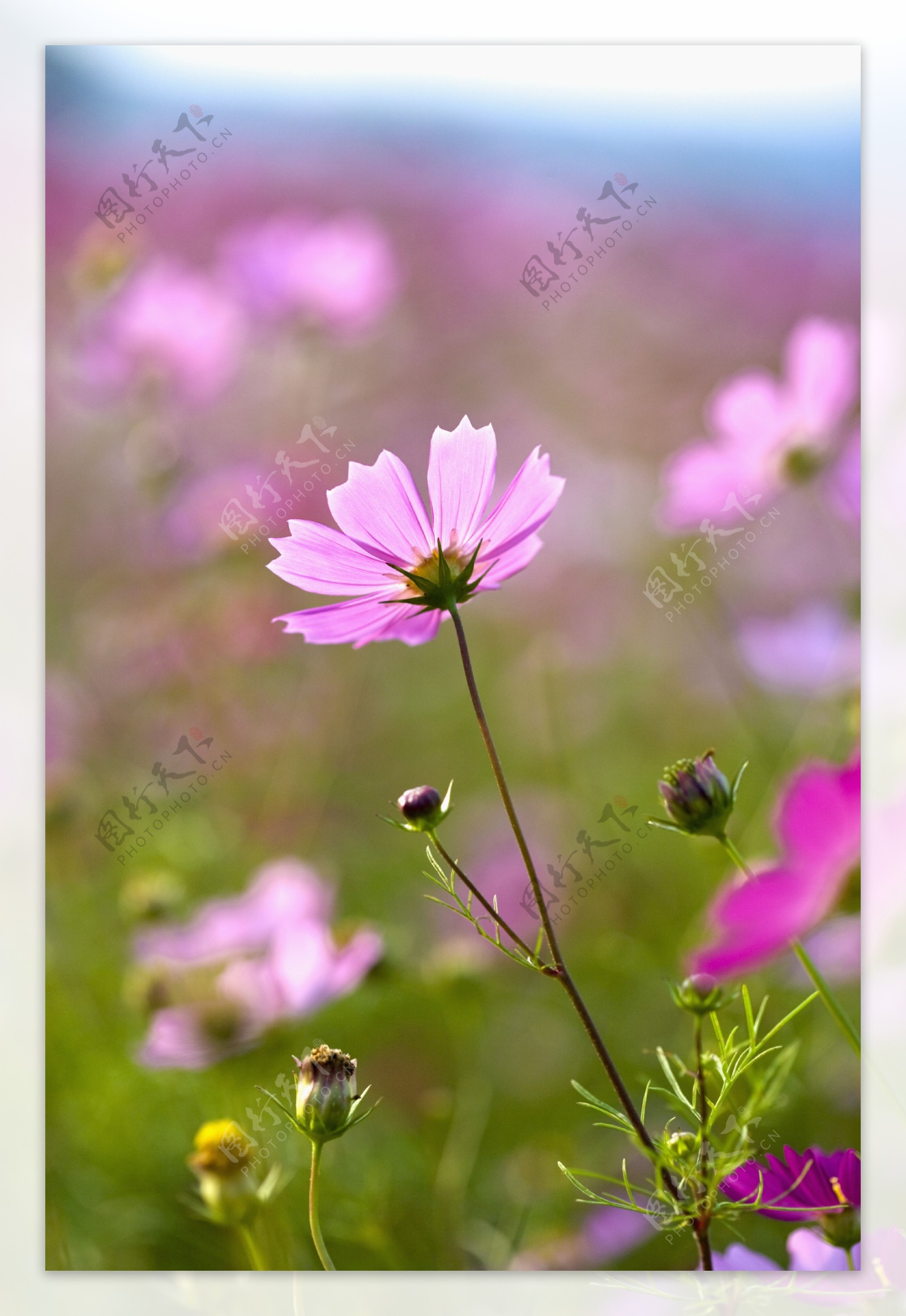 阳光下的粉色雏菊花图片图片