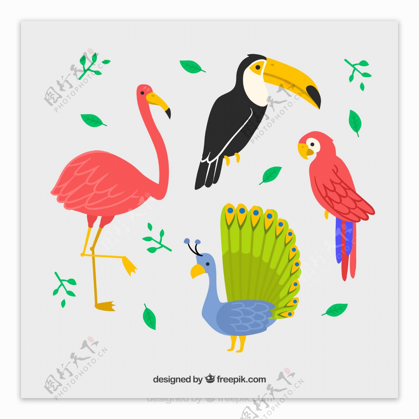 4款彩色鸟类设计矢量素材