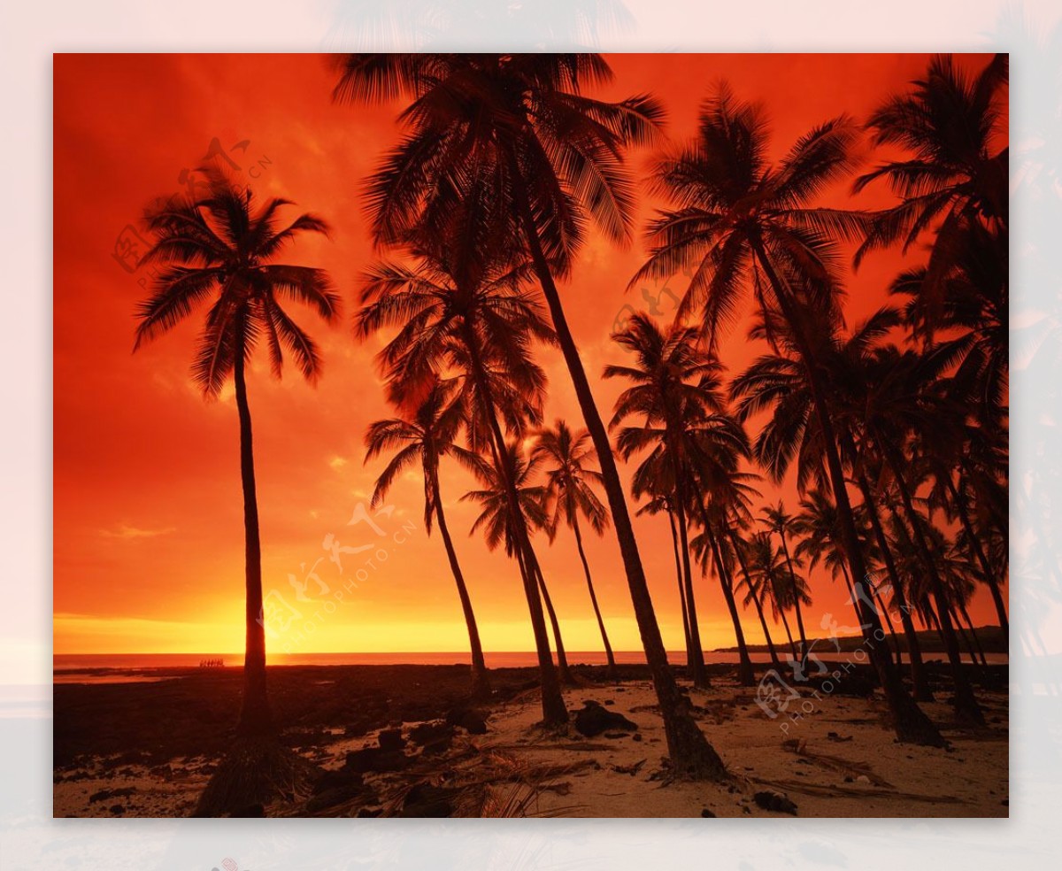 傍晚的椰树林高清风景图片图片