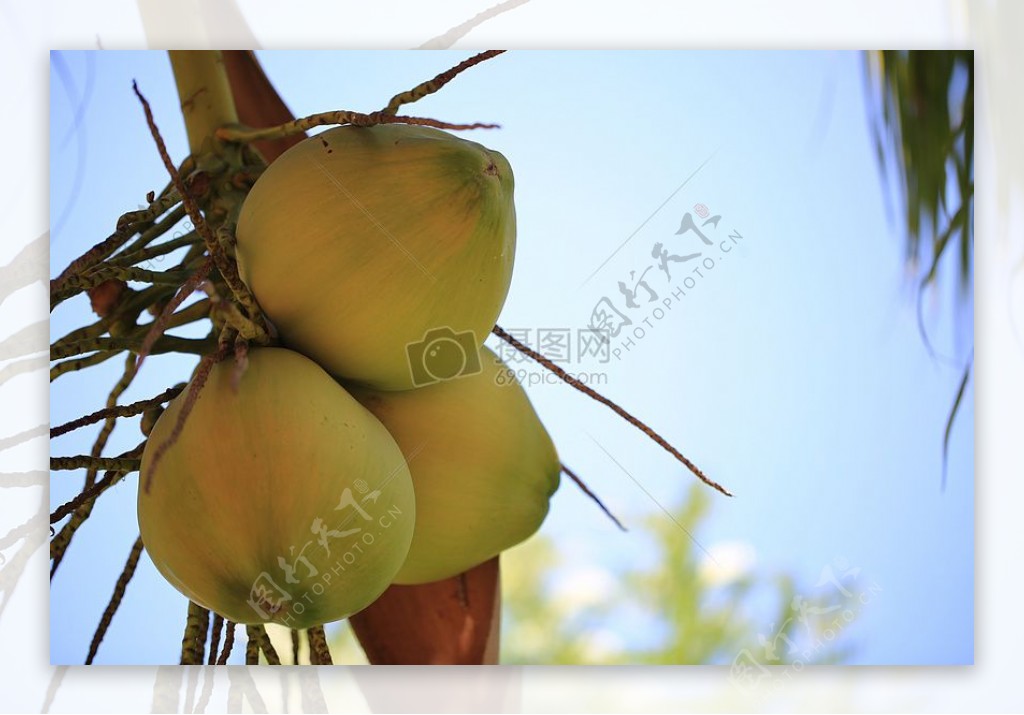 成熟的椰子果实