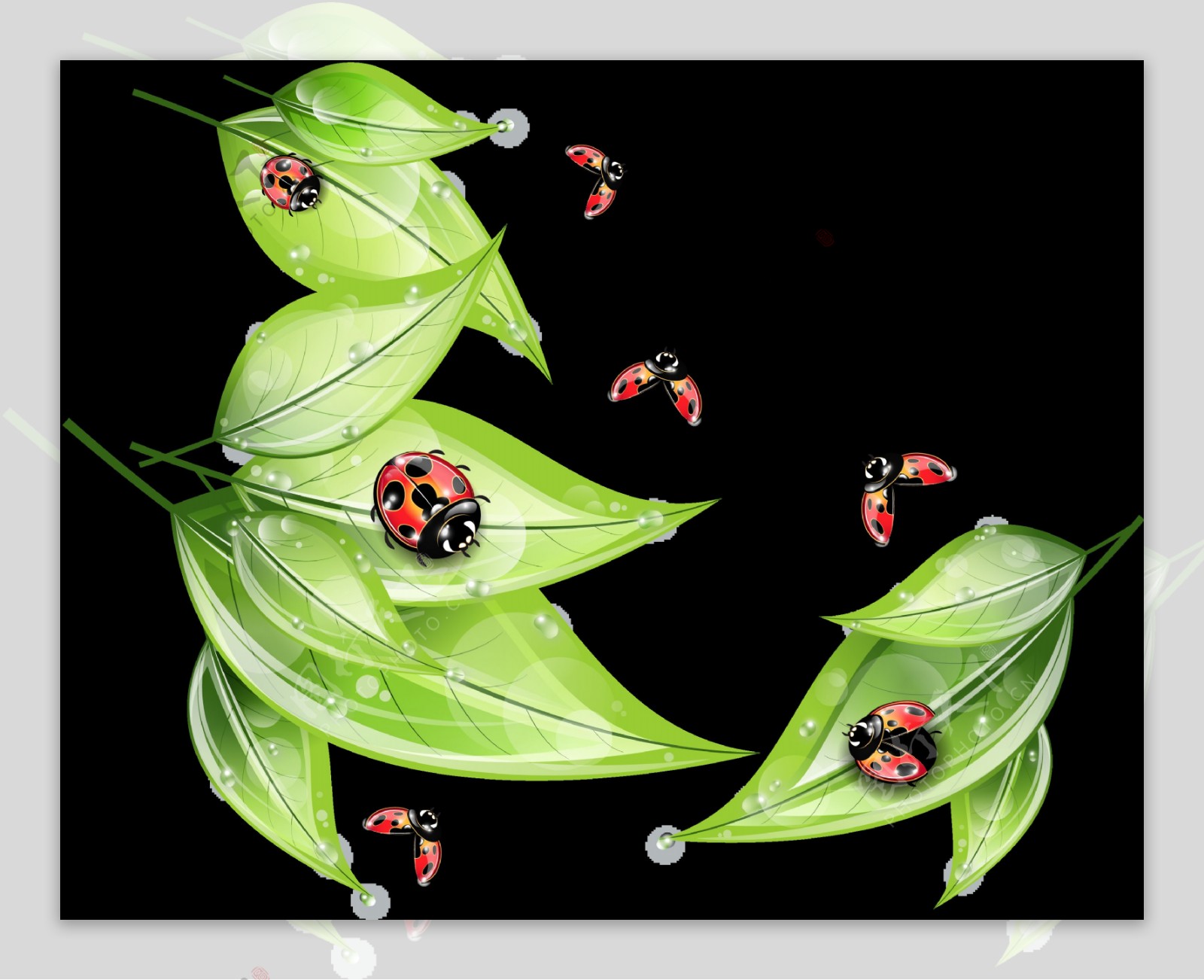 叶子瓢虫插画免抠png透明图层素材