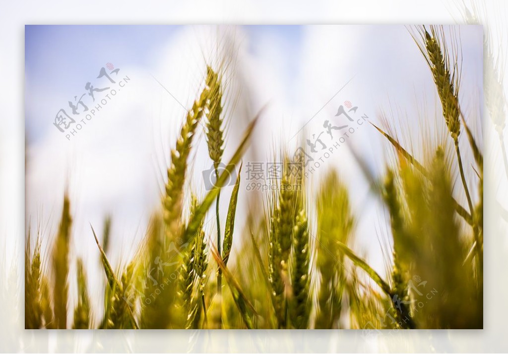 性质场农业谷物粮食麦田农业小麦大麦