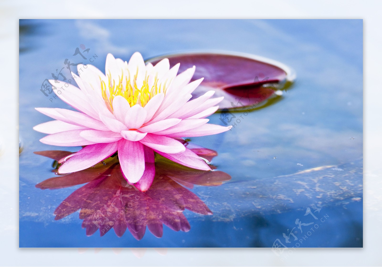 水上的粉色莲花图片