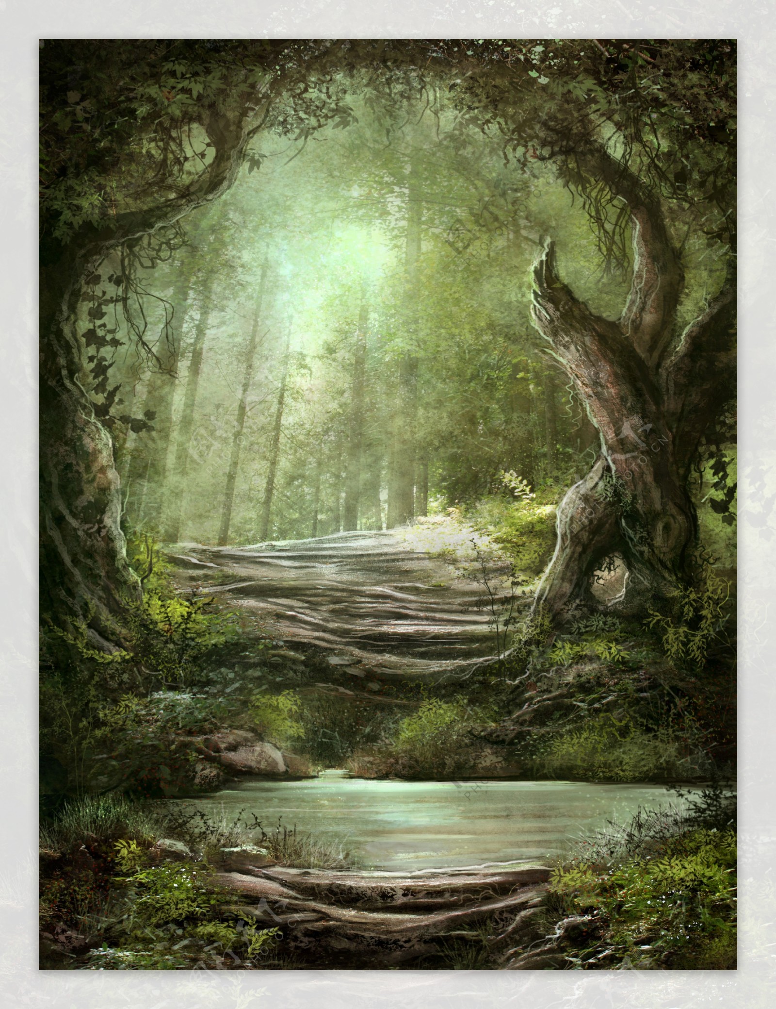 森林里的一汪溪水图片