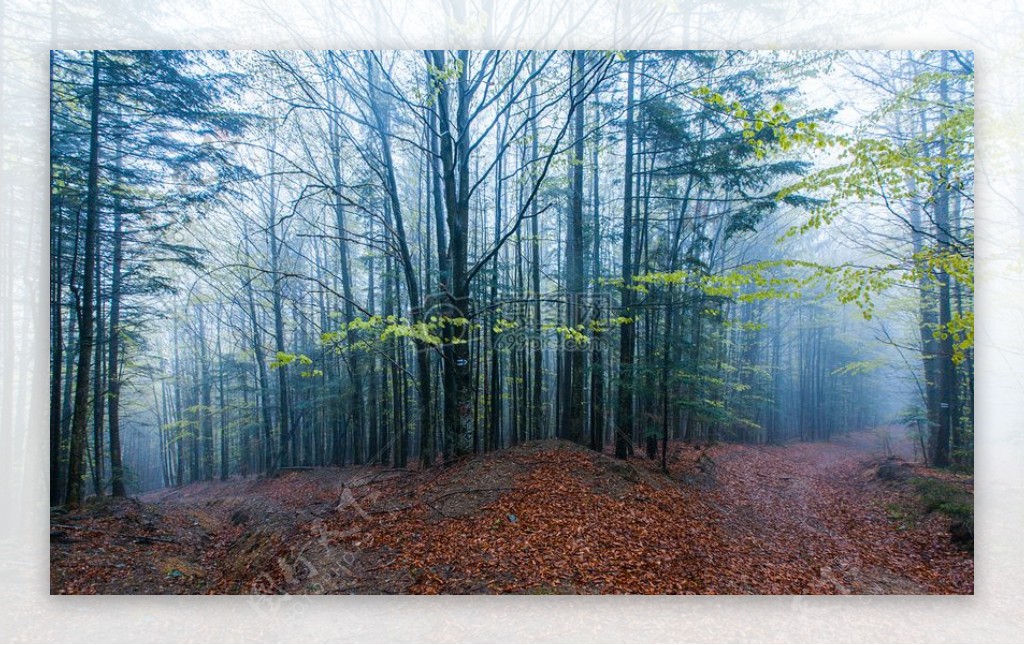 高山森林树木雾路春天树叶小径喀尔巴阡山脉乌克兰