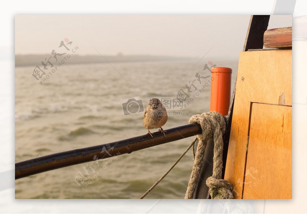海鸟小船动物旅行旅行者模糊麻雀中岸