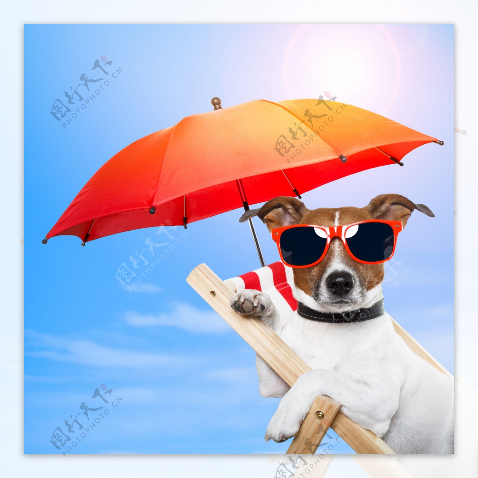 日光浴的狗图片