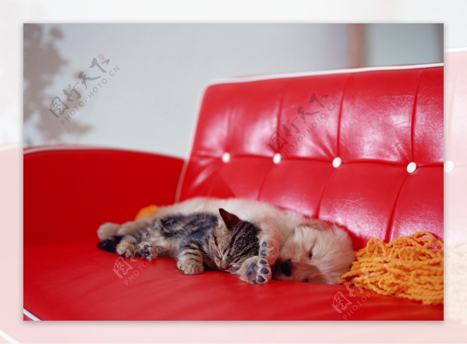 沙发上睡觉的猫和狗图片