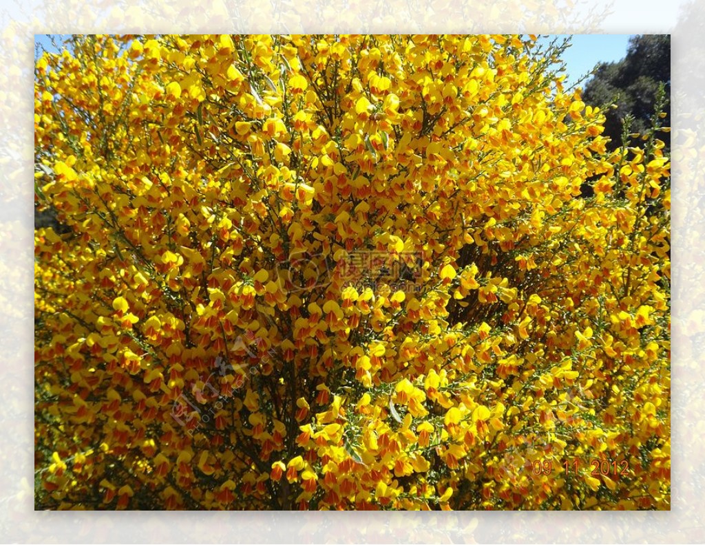 花黄色树巴塔哥尼亚阿根廷