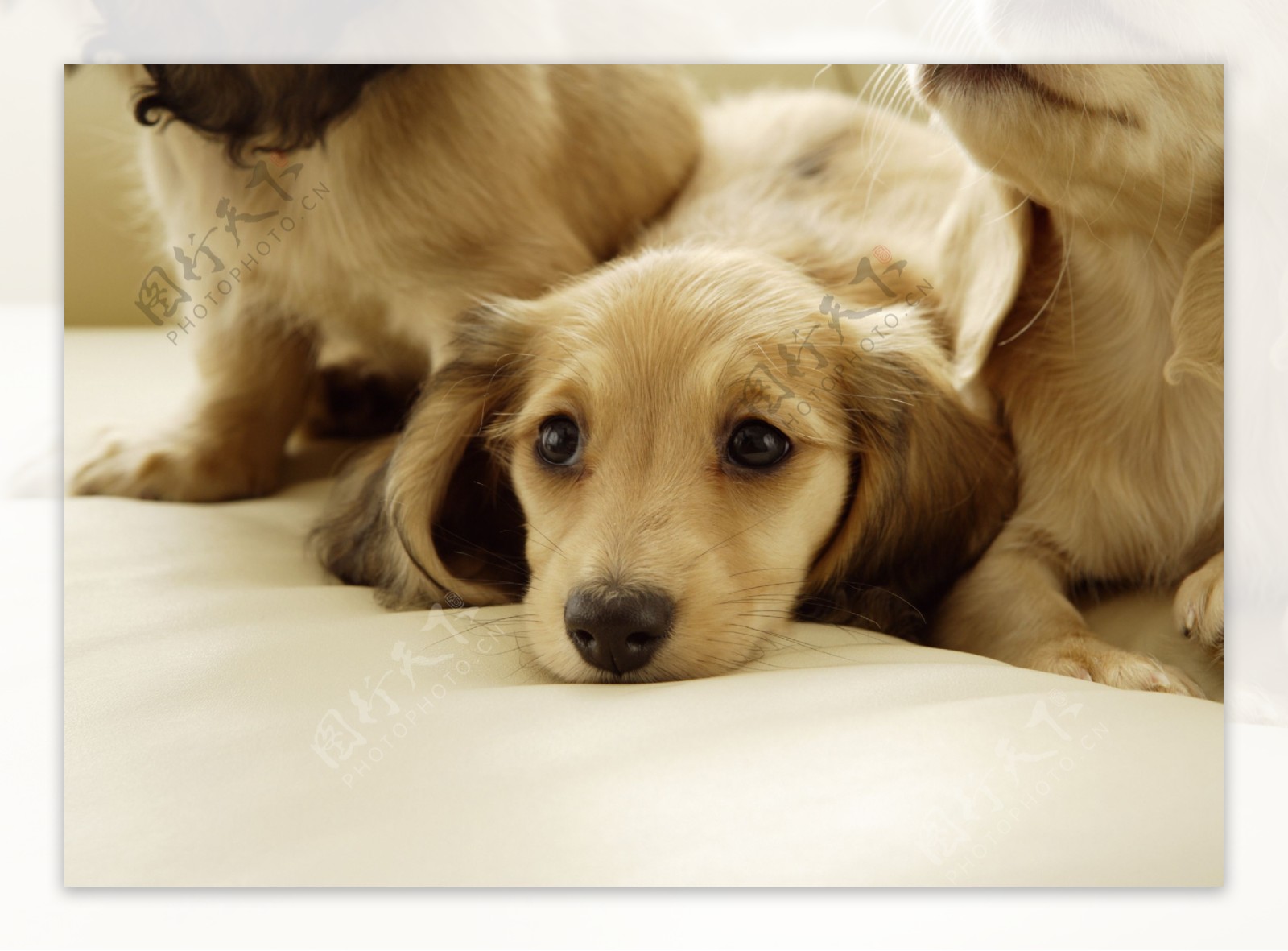 沙发上可爱小狗图片