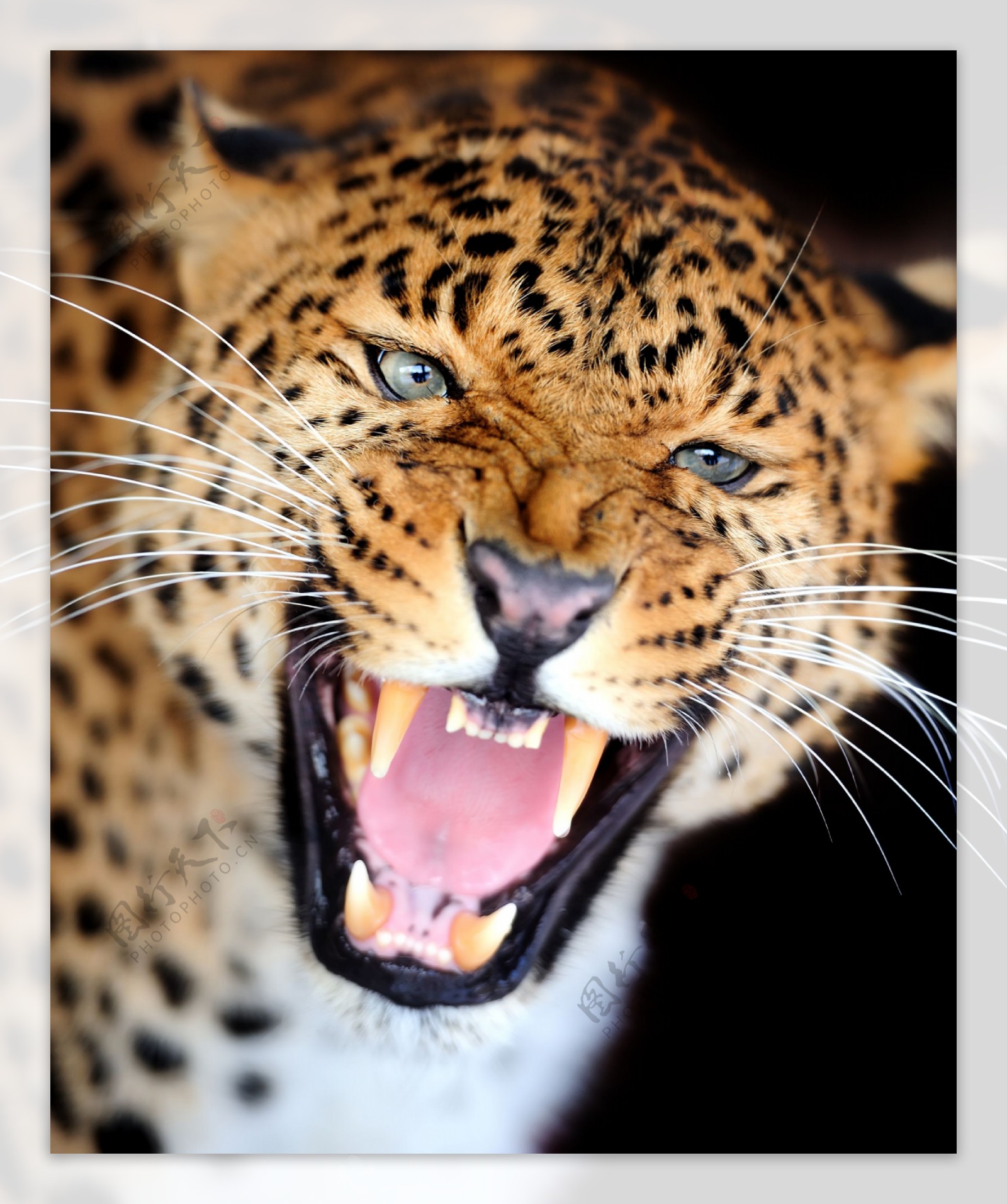张开嘴巴的豹子图片