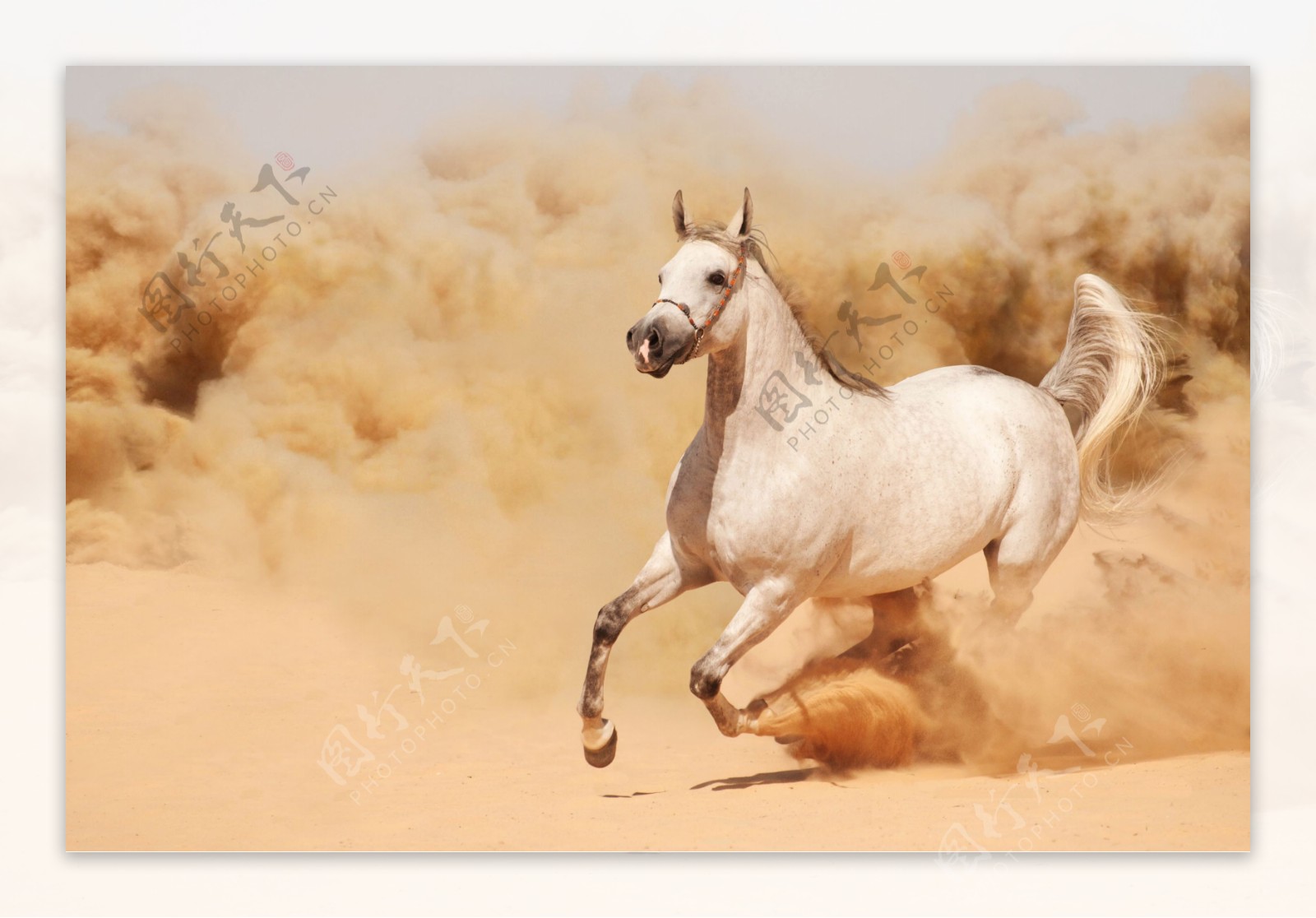 沙漠上奔跑的马图片