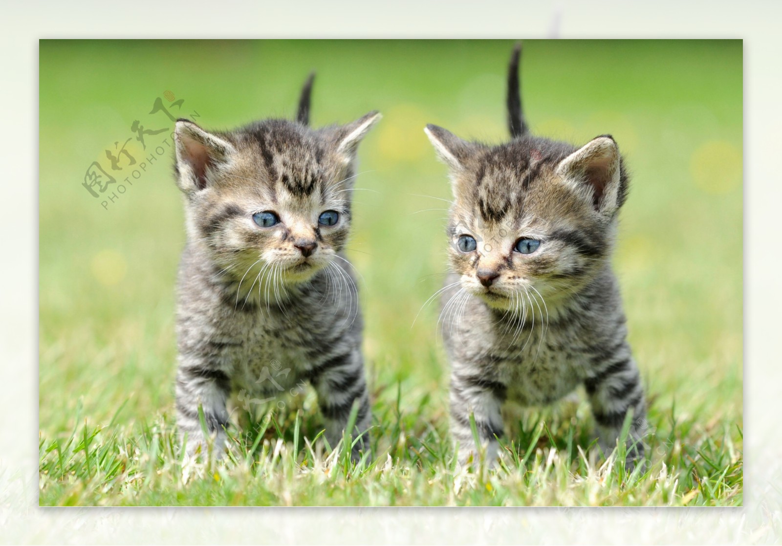 草地上的两只小猫图片