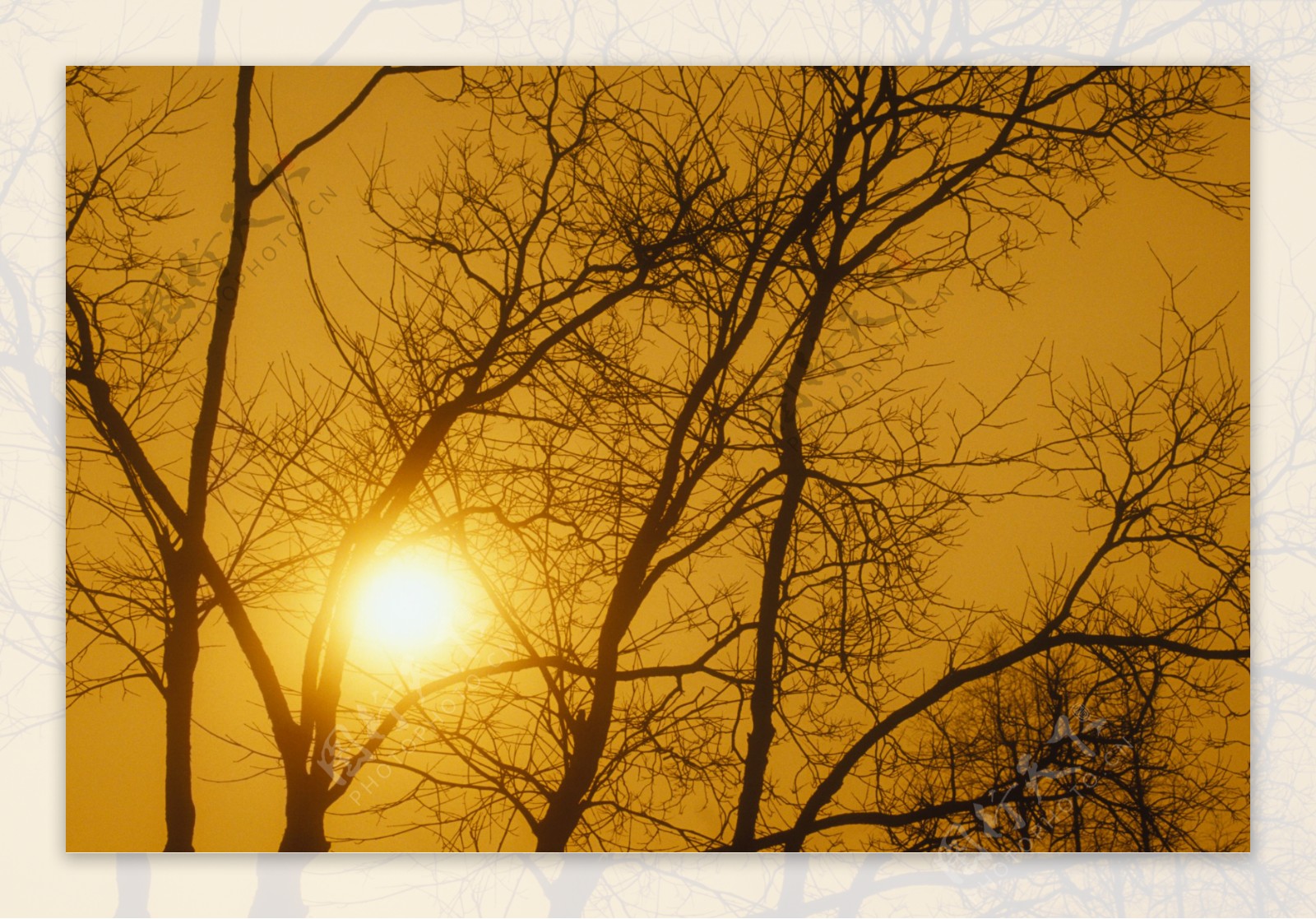 冬日夕阳下光秃秃的树图片