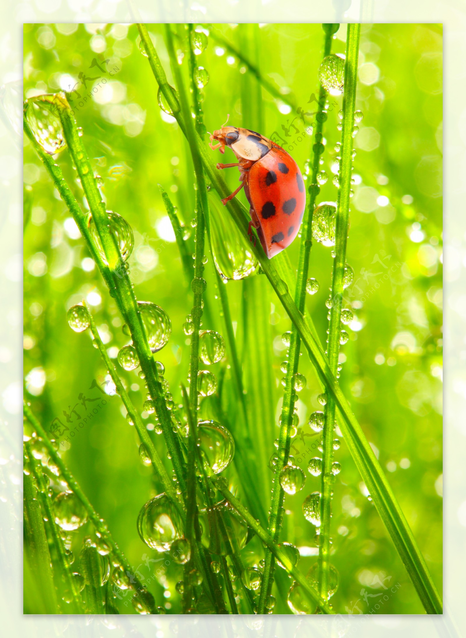 瓢虫与绿叶露珠摄影图片