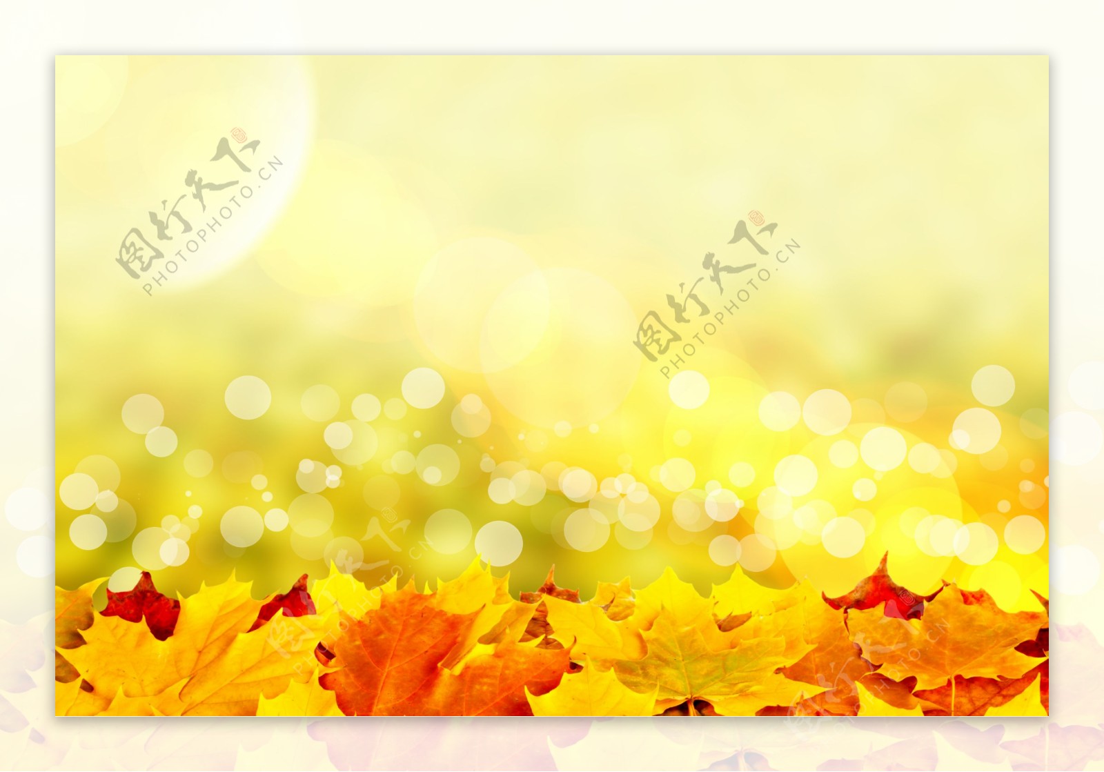 梦幻光斑与秋天树叶图片