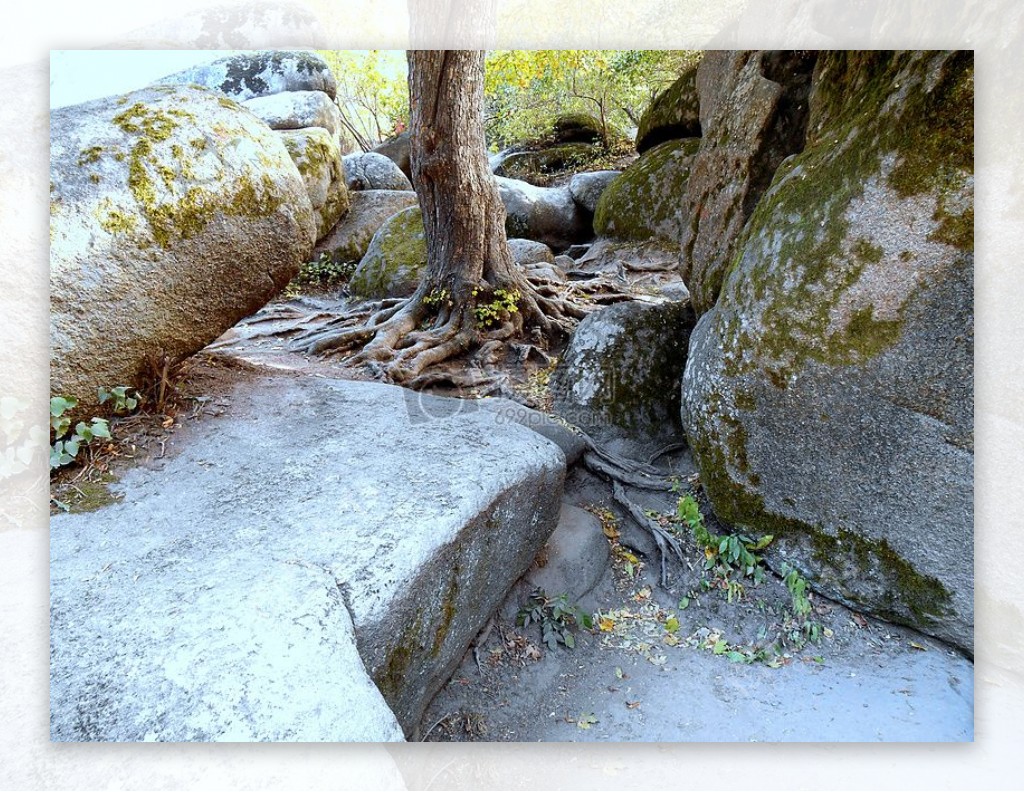 自然石头公园树木石头根花葶