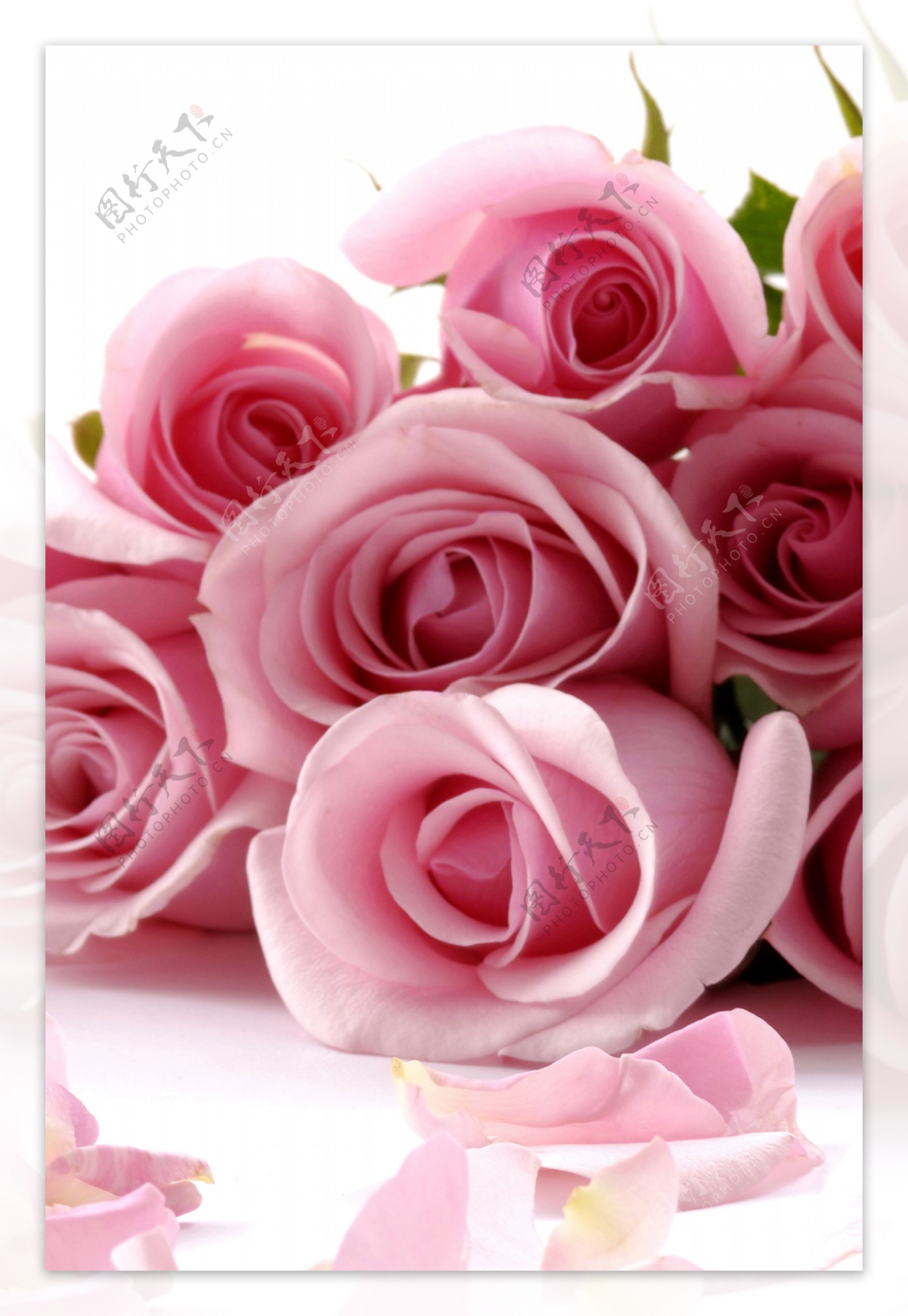 粉红逼真玫瑰装饰画