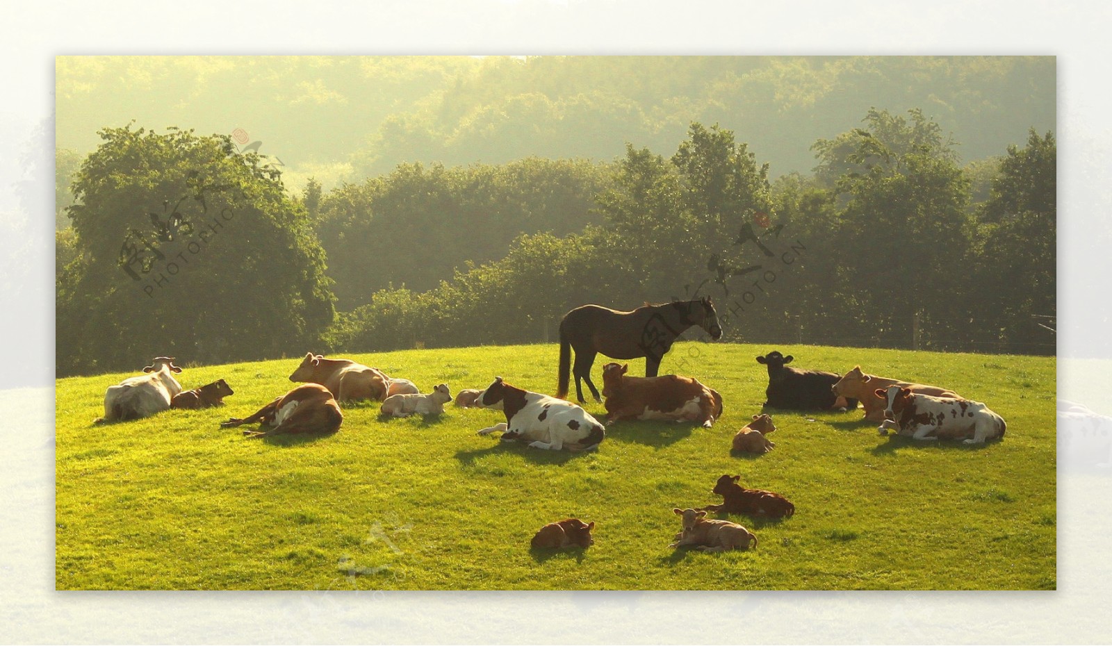 草地上的牛和马图片