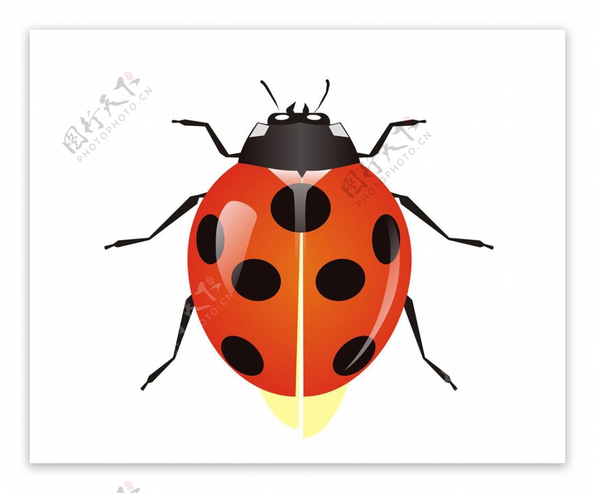 ladybug png 10 free Cliparts | Download images on Clipground 2024