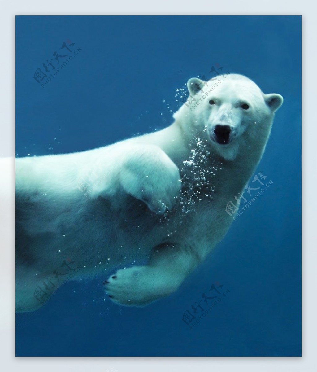水中的北极熊图片