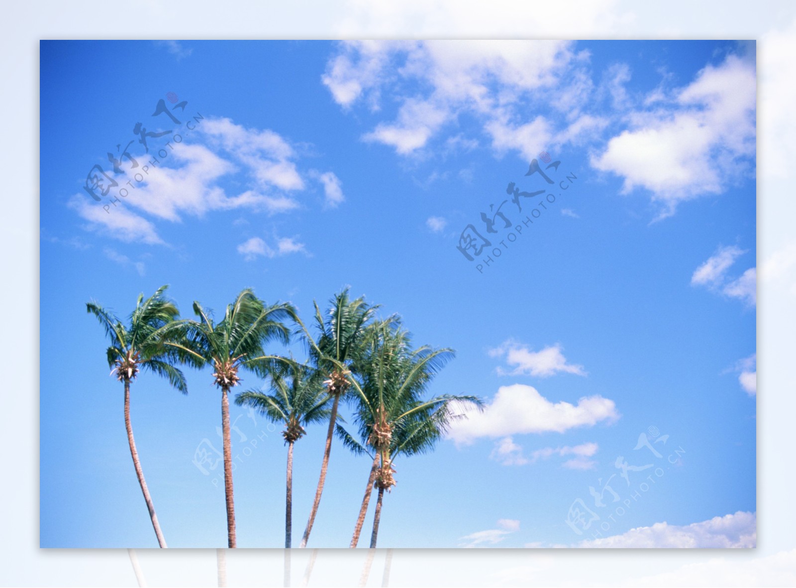 蓝天下椰树图片