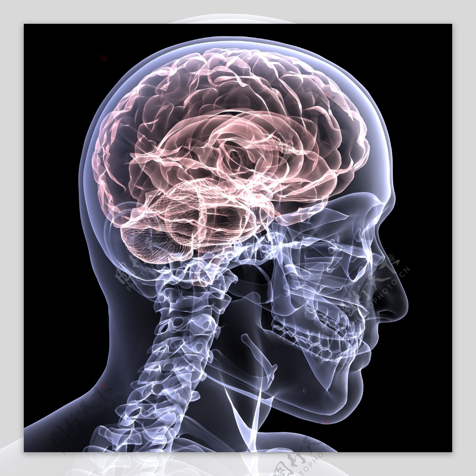 脊椎与大脑图片